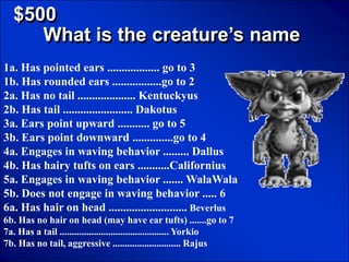 © Mark E. Damon - All Rights Reserved

   $500
      What is the creature’s name
1a. Has pointed ears .................. go to 3
1b. Has rounded ears .................go to 2
2a. Has no tail .................... Kentuckyus
2b. Has tail ........................ Dakotus
3a. Ears point upward ........... go to 5
3b. Ears point downward ..............go to 4
4a. Engages in waving behavior ......... Dallus
4b. Has hairy tufts on ears ...........Californius
5a. Engages in waving behavior ....... WalaWala
5b. Does not engage in waving behavior ..... 6
6a. Has hair on head ........................... Beverlus
6b. Has no hair on head (may have ear tufts) .......go to 7
7a. Has a tail ............................................. Yorkio
7b. Has no tail, aggressive ............................ Rajus
 