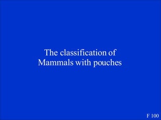The classification of Mammals with pouches F 100 