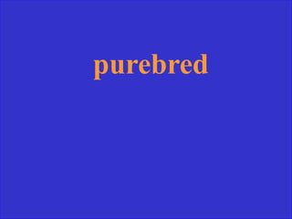 purebred
 