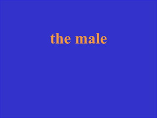 the male
 