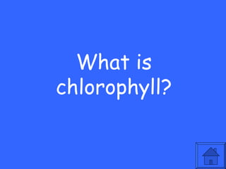 What is
chlorophyll?
 