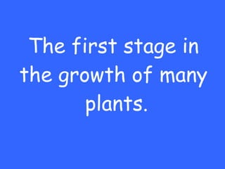 The first stage in the growth of many  plants. 