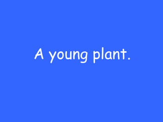 A young plant. 