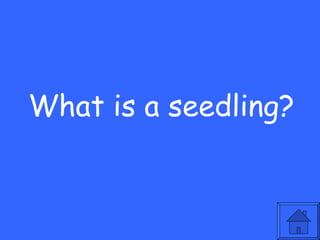 What is a seedling? 