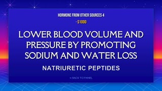 ⬅ BACK TO PANEL
LOWER BLOOD VOLUME AND
PRESSURE BY PROMOTING
SODIUM AND WATER LOSS
HORMONE FROM OTHERSOURCES 4
· $1000
 