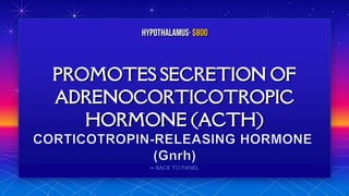 ⬅ BACK TO PANEL
PROMOTES SECRETION OF
ADRENOCORTICOTROPIC
HORMONE (ACTH)
hypothalamus· $800
 
