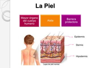 La PielEpidermisDermisHipodermis