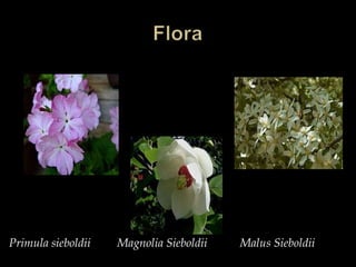 Flora Primulasieboldii         Magnolia SieboldiiMalusSieboldii