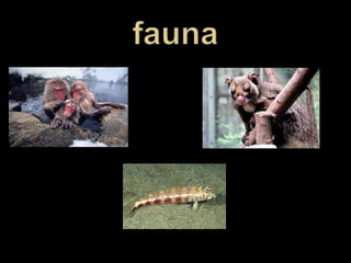 fauna