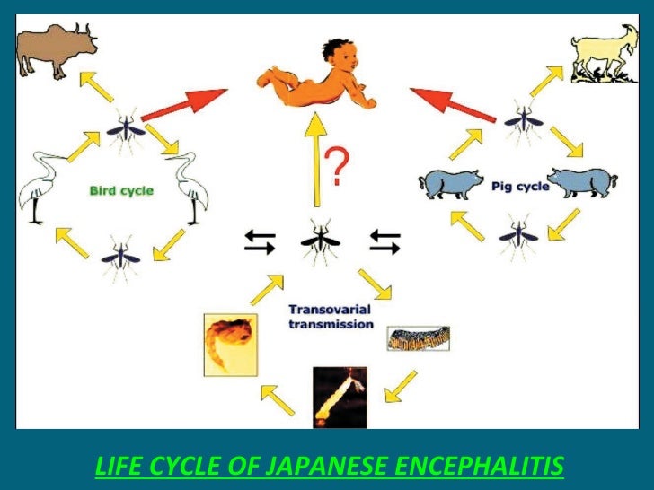 Japanese Encephalitis