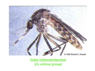 Culex tritaeniorhynchus
(Cx vishnui group)
 