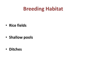 Breeding Habitat
• Rice fields
• Shallow pools
• Ditches
 