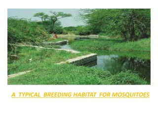 A TYPICAL BREEDING HABITAT FOR MOSQUITOES
 
