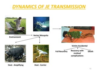 DYNAMICS OF JE TRANSMISSION
13
Environment
Vector Mosquito
Host - Amplifying Host - Carrier
Victim-Accidental
Full Recovery Death
Recovery with
residual
complications
 