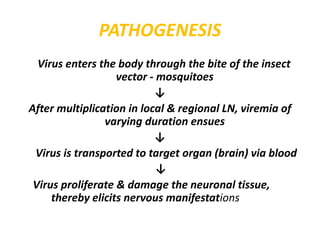 PATHOGENESIS
Virus enters the body through the bite of the insect
vector - mosquitoes
↓
After multiplication in local & regional LN, viremia of
varying duration ensues
↓
Virus is transported to target organ (brain) via blood
↓
Virus proliferate & damage the neuronal tissue,
thereby elicits nervous manifestations
 