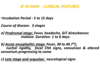 JE IN MAN : CLINICAL FEATURES
•Incubation Period - 5 to 15 days
Course of disease- 3 stages
a} Prodromal stage: Fever, headache, GIT disturbances
malaise. Duration- 1 to 6 days.
b} Acute encephalitic stage: Fever, 38 to 40.7°C,
nuchal rigidity, focal CNS signs, convulsion & altered
sensorium progressing to coma
c} Late stage and sequelae: neurological signs
 