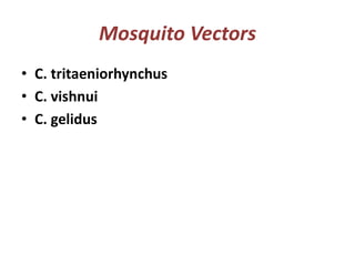 Mosquito Vectors
• C. tritaeniorhynchus
• C. vishnui
• C. gelidus
 