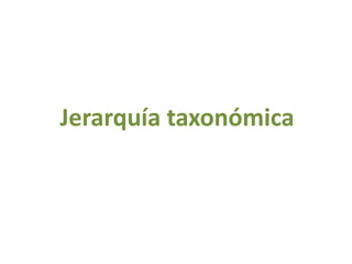 Jerarquía taxonómica 
