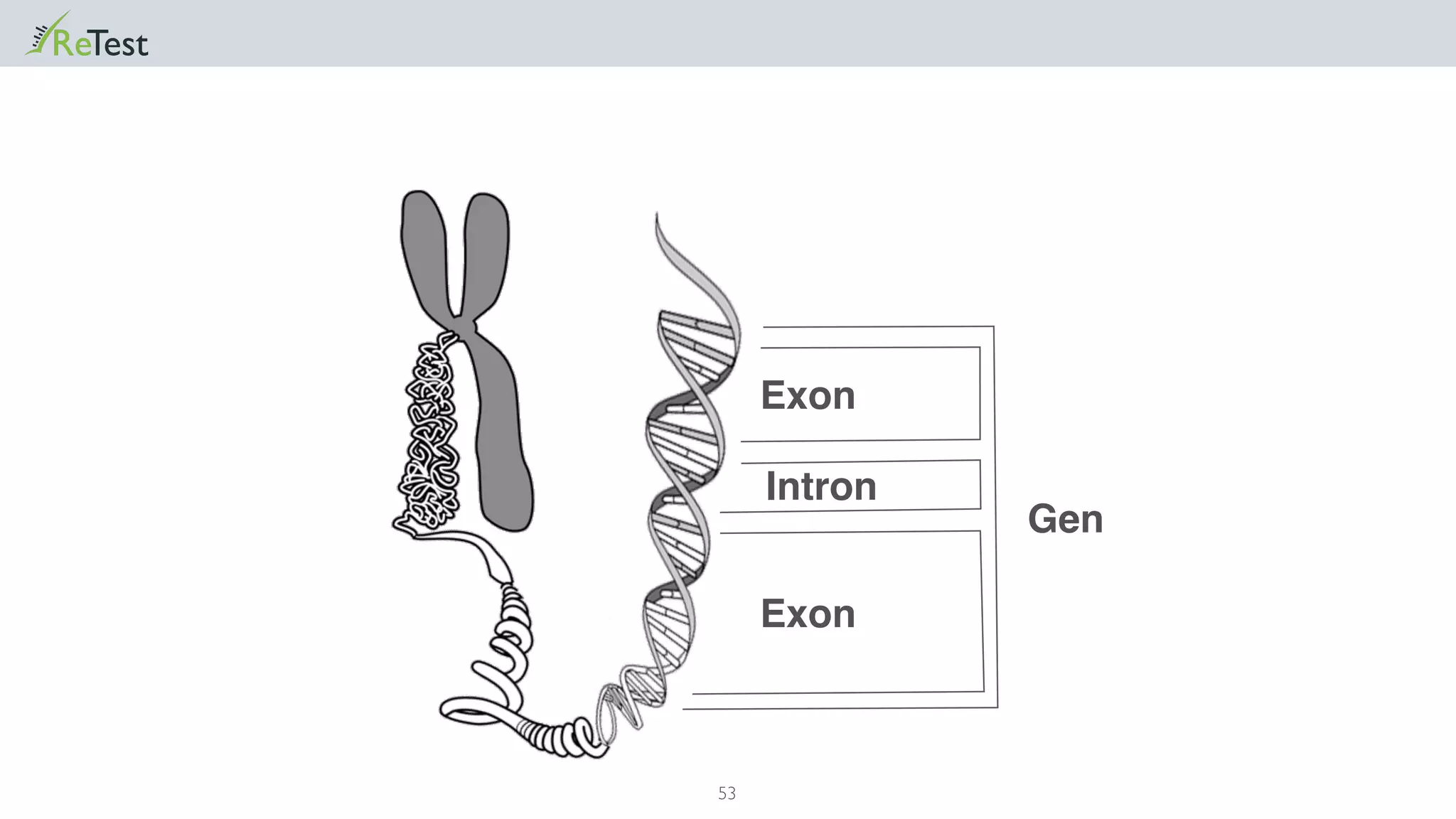 53
Gen
Exon
Intron
Exon
 