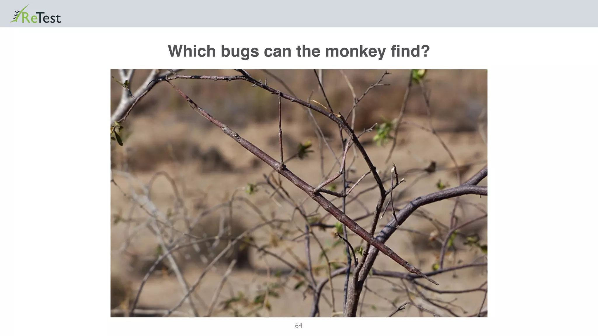 64
Which bugs can the monkey ﬁnd?
 