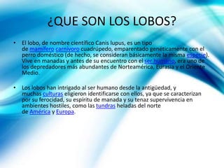 ¿QUE SON LOS LOBOS?
• El lobo, de nombre científico Canis lupus, es un tipo
de mamífero carnívoro cuadrúpedo, emparentado genéticamente con el
perro doméstico (de hecho, se consideran básicamente la misma especie).
Vive en manadas y antes de su encuentro con el ser humano, era uno de
los depredadores más abundantes de Norteamérica, Eurasia y el Oriente
Medio.
• Los lobos han intrigado al ser humano desde la antigüedad, y
muchas culturas eligieron identificarse con ellos, ya que se caracterizan
por su ferocidad, su espíritu de manada y su tenaz supervivencia en
ambientes hostiles, como las tundras heladas del norte
de América y Europa.
 