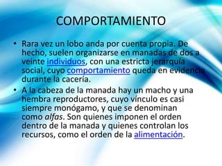 COMPORTAMIENTO
• Rara vez un lobo anda por cuenta propia. De
hecho, suelen organizarse en manadas de dos a
veinte individuos, con una estricta jerarquía
social, cuyo comportamiento queda en evidencia
durante la cacería.
• A la cabeza de la manada hay un macho y una
hembra reproductores, cuyo vínculo es casi
siempre monógamo, y que se denominan
como alfas. Son quienes imponen el orden
dentro de la manada y quienes controlan los
recursos, como el orden de la alimentación.
 