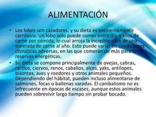 ALIMENTACIÓN
• Los lobos son cazadores, y su dieta es eminentemente
carnívora. Un lobo solo puede comer entre 3 y 4 kilos de
carne por comida, lo cual arroja la increíble cifra de una
tonelada de carne al año. Esto puede variar en condiciones
climáticas adversas, en las que comerán de más para tener
reservas energéticas.
• Su dieta se compone principalmente de ovejas, cabras,
cerdos, ciervos, renos, caballos, alces, yaks, antílopes,
bisontes, aves y roedores y otros animales pequeños.
Dependiendo del hábitat, pueden incluso alimentarse de
salmones, focas o ballenas varadas. El canibalismo no es
infrecuente en épocas de escasez, aunque estos animales
pueden sobrevivir largo tiempo sin probar bocado.
 