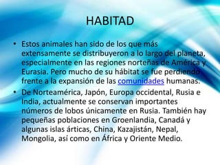 HABITAD
• Estos animales han sido de los que más
extensamente se distribuyeron a lo largo del planeta,
especialmente en las regiones norteñas de América y
Eurasia. Pero mucho de su hábitat se fue perdiendo
frente a la expansión de las comunidades humanas.
• De Norteamérica, Japón, Europa occidental, Rusia e
India, actualmente se conservan importantes
números de lobos únicamente en Rusia. También hay
pequeñas poblaciones en Groenlandia, Canadá y
algunas islas árticas, China, Kazajistán, Nepal,
Mongolia, así como en África y Oriente Medio.
 