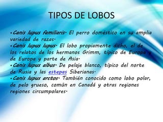 TIPOS DE LOBOS
•Canis lupus familiaris. El perro doméstico en su amplia
variedad de razas.
•Canis lupus lupus. El lobo propiamente dicho, el de
los relatos de los hermanos Grimm, típico de Europa y
de Europa y parte de Asia.
•Canis lupus albus. De pelaje blanco, típico del norte
de Rusia y las estepas Siberianas.
•Canis lupus arctos. También conocido como lobo polar,
de pelo grueso, común en Canadá y otras regiones
regiones circumpolares.
 