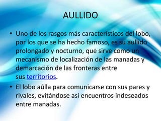 AULLIDO
• Uno de los rasgos más característicos del lobo,
por los que se ha hecho famoso, es su aullido
prolongado y nocturno, que sirve como un
mecanismo de localización de las manadas y
demarcación de las fronteras entre
sus territorios.
• El lobo aúlla para comunicarse con sus pares y
rivales, evitándose así encuentros indeseados
entre manadas.
 