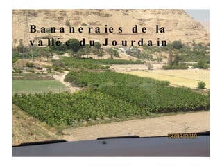 Bananeraies de la vallée du Jourdain 