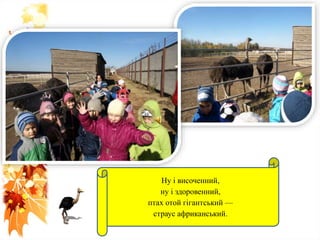 Ну і височенний,
ну і здоровенний,
птах отой гігантський —
страус африканський.
 