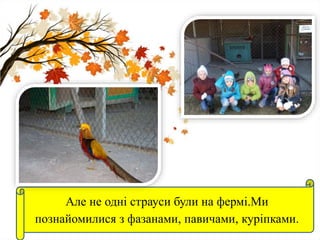 Але не одні страуси були на фермі.Ми
познайомилися з фазанами, павичами, куріпками.
 
