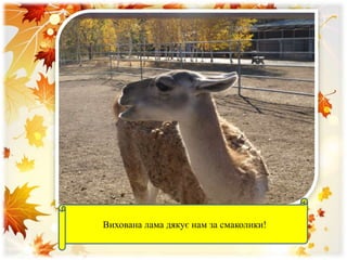 Вихована лама дякує нам за смаколики!
 