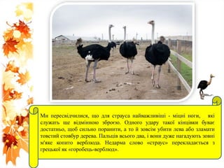 Ми пересвідчилися, що для страуса найважливіші - міцні ноги, які
служать ще відмінною зброєю. Одного удару такої кінцівки буває
достатньо, щоб сильно поранити, а то й зовсім убити лева або зламати
товстий стовбур дерева. Пальців всього два, і вони дуже нагадують зовні
м'яке копито верблюда. Недарма слово «страус» перекладається з
грецької як «горобець-верблюд».
 