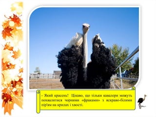 - Який красень! Цікаво, що тільки кавалери можуть
похвалитися чорними «фраками» з яскраво-білими
пір'ям на крилах і хвості.
 