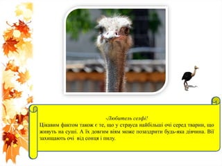 Цікаво, що тільки кавалери можуть похвалитися чорними «фраками» з
яскраво-білими пір'ям на крилах і хвості.Цікавим фактом також є те, що
у страуса найбільші очі серед тварин, що живуть на суші. А їх довгим
віям може позаздрити будь-яка дівчина. Вії захищають очі від сонця і
пилу.
-Любитель селфі!
Цікавим фактом також є те, що у страуса найбільші очі серед тварин, що
живуть на суші. А їх довгим віям може позаздрити будь-яка дівчина. Вії
захищають очі від сонця і пилу.
 