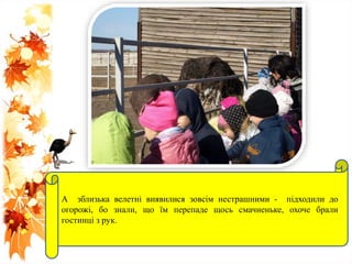 А зблизька велетні виявилися зовсім нестрашними - підходили до
огорожі, бо знали, що їм перепаде щось смачненьке, охоче брали
гостинці з рук.
 