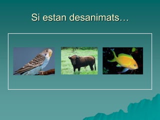 Si estan desanimats…
 