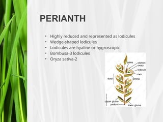 PERIANTH
• Highly reduced and represented as lodicules
• Wedge-shaped lodicules
• Lodicules are hyaline or hygroscopic
• Bombusa-3 lodicules
• Oryza sativa-2
 