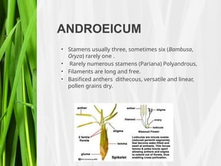 ANDROEICUM
• Stamens usually three, sometimes six (Bambusa,
Oryza) rarely one .
• Rarely numerous stamens (Pariana) Polyandrous,
• Filaments are long and free.
• Basificed anthers dithecous, versatile and linear,
pollen grains dry.
 