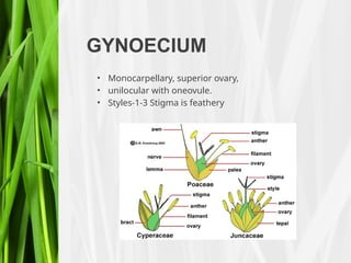 GYNOECIUM
• Monocarpellary, superior ovary,
• unilocular with oneovule.
• Styles-1-3 Stigma is feathery
 