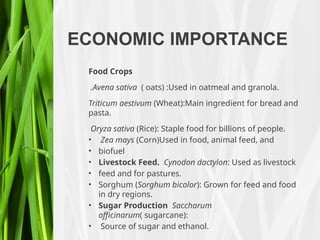 ECONOMIC IMPORTANCE
Food Crops
.Avena sativa ( oats) :Used in oatmeal and granola.
Triticum aestivum (Wheat):Main ingredient for bread and
pasta.
Oryza sativa (Rice): Staple food for billions of people.
• Zea mays (Corn)Used in food, animal feed, and
• biofuel
• Livestock Feed. Cynodon dactylon: Used as livestock
• feed and for pastures.
• Sorghum (Sorghum bicolor): Grown for feed and food
in dry regions.
• Sugar Production Saccharum
officinarum( sugarcane):
• Source of sugar and ethanol.
 