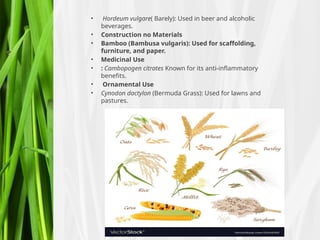 • Hordeum vulgare( Barely): Used in beer and alcoholic
beverages.
• Construction no Materials
• Bamboo (Bambusa vulgaris): Used for scaffolding,
furniture, and paper.
• Medicinal Use
• : Cambopogen citrates Known for its anti-inflammatory
benefits.
• Ornamental Use
• Cynodon dactylon (Bermuda Grass): Used for lawns and
pastures.
 