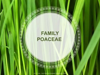 FAMILY
POACEAE
ALLPPT.com _ Free PowerPoint Templates, Diagrams and Charts
 