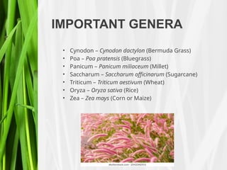 IMPORTANT GENERA
• Cynodon – Cynodon dactylon (Bermuda Grass)
• Poa – Poa pratensis (Bluegrass)
• Panicum – Panicum miliaceum (Millet)
• Saccharum – Saccharum officinarum (Sugarcane)
• Triticum – Triticum aestivum (Wheat)
• Oryza – Oryza sativa (Rice)
• Zea – Zea mays (Corn or Maize)
 