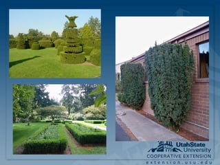 extension.usu.edu
 