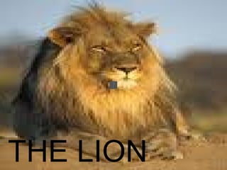 THE LION 
