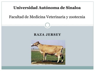 RAZA JERSEY
Universidad Autónoma de Sinaloa
Facultad de Medicina Veterinaria y zootecnia
 