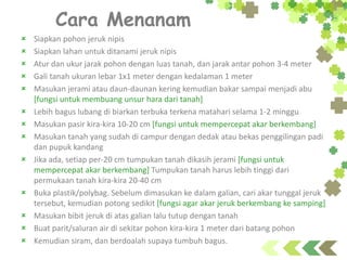 Cara Menanam
 Siapkan pohon jeruk nipis
 Siapkan lahan untuk ditanami jeruk nipis
 Atur dan ukur jarak pohon dengan luas tanah, dan jarak antar pohon 3-4 meter
 Gali tanah ukuran lebar 1x1 meter dengan kedalaman 1 meter
 Masukan jerami atau daun-daunan kering kemudian bakar sampai menjadi abu
[fungsi untuk membuang unsur hara dari tanah]
 Lebih bagus lubang di biarkan terbuka terkena matahari selama 1-2 minggu
 Masukan pasir kira-kira 10-20 cm [fungsi untuk mempercepat akar berkembang]
 Masukan tanah yang sudah di campur dengan dedak atau bekas penggilingan padi
dan pupuk kandang
 Jika ada, setiap per-20 cm tumpukan tanah dikasih jerami [fungsi untuk
mempercepat akar berkembang] Tumpukan tanah harus lebih tinggi dari
permukaan tanah kira-kira 20-40 cm
 Buka plastik/polybag. Sebelum dimasukan ke dalam galian, cari akar tunggal jeruk
tersebut, kemudian potong sedikit [fungsi agar akar jeruk berkembang ke samping]
 Masukan bibit jeruk di atas galian lalu tutup dengan tanah
 Buat parit/saluran air di sekitar pohon kira-kira 1 meter dari batang pohon
 Kemudian siram, dan berdoalah supaya tumbuh bagus.
 